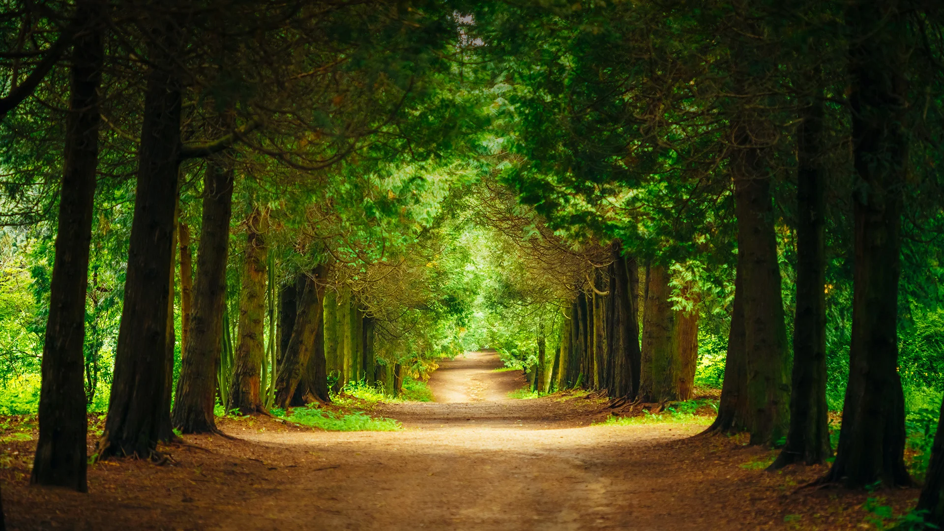 Green Groves